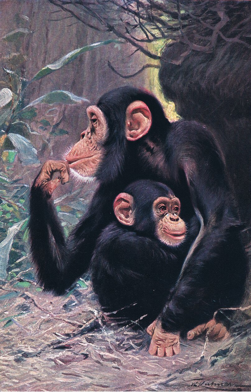 Schimpanse, Illustration aus Wildlife of the World, ca. 1910 von Wilhelm Kuhnert