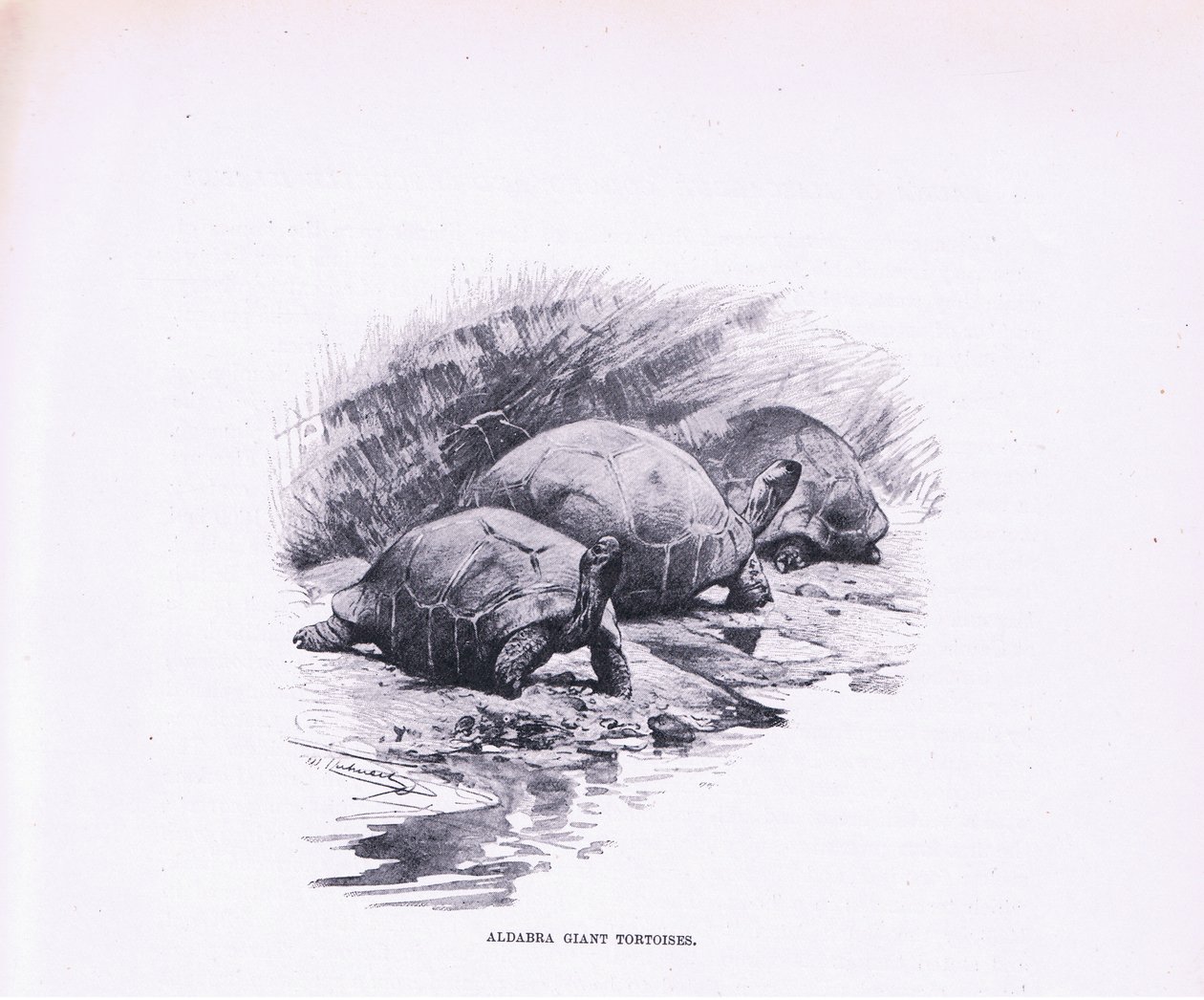 Riesenschildkröten, Illustration aus Wildlife of the World, ca. 1910 von Wilhelm Kuhnert