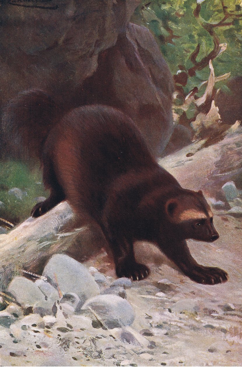 Vielfraß, aus Die Tierwelt der Welt, veröffentlicht von Frederick Warne & Co, ca. 1900 von Wilhelm Kuhnert