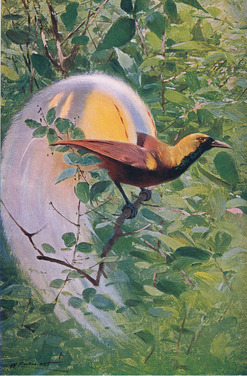 Großer Paradiesvogel, Illustration aus Wildlife of the World, ca. 1910 von Wilhelm Kuhnert