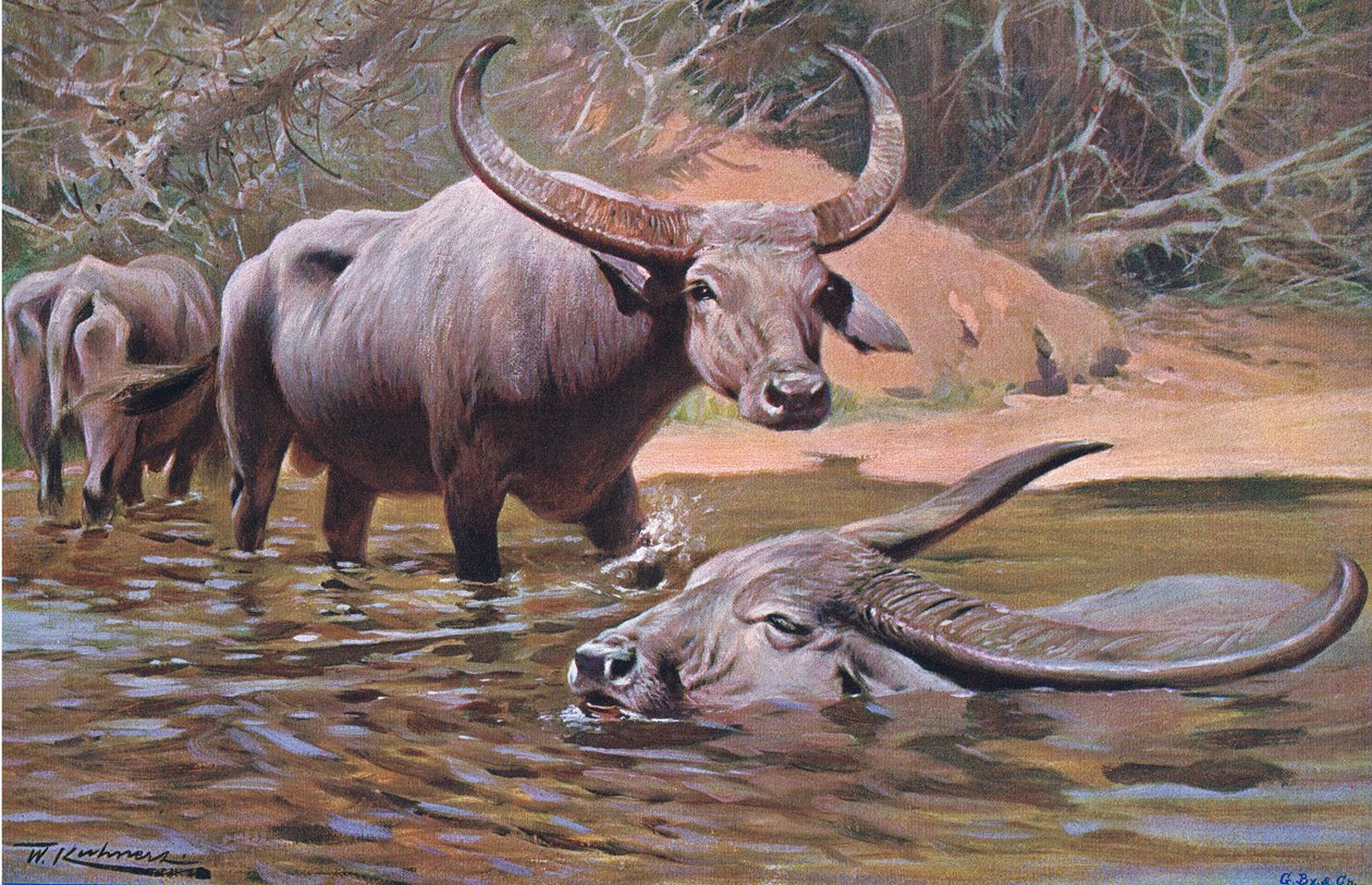 Indischer Büffel, aus Die Tierwelt der Welt, veröffentlicht von Frederick Warne & Co, ca. 1900 von Wilhelm Kuhnert