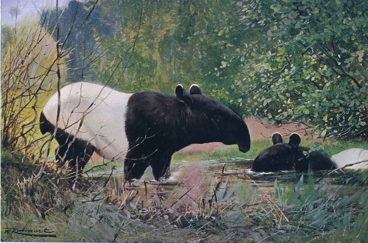 Indischer Tapir, aus Die Tierwelt der Welt, veröffentlicht von Frederick Warne & Co, ca. 1900 von Wilhelm Kuhnert