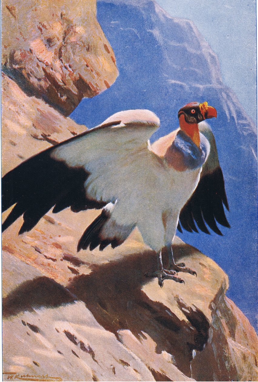 Königsgeier, aus Die Tierwelt der Welt, veröffentlicht von Frederick Warne & Co, ca. 1900 von Wilhelm Kuhnert