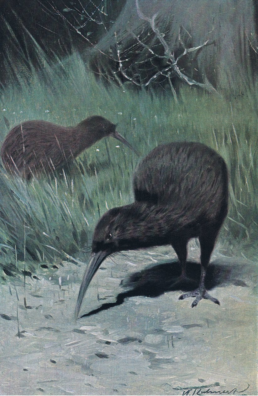 Kiwi, Illustration aus Wildlife of the World, ca. 1910 von Wilhelm Kuhnert