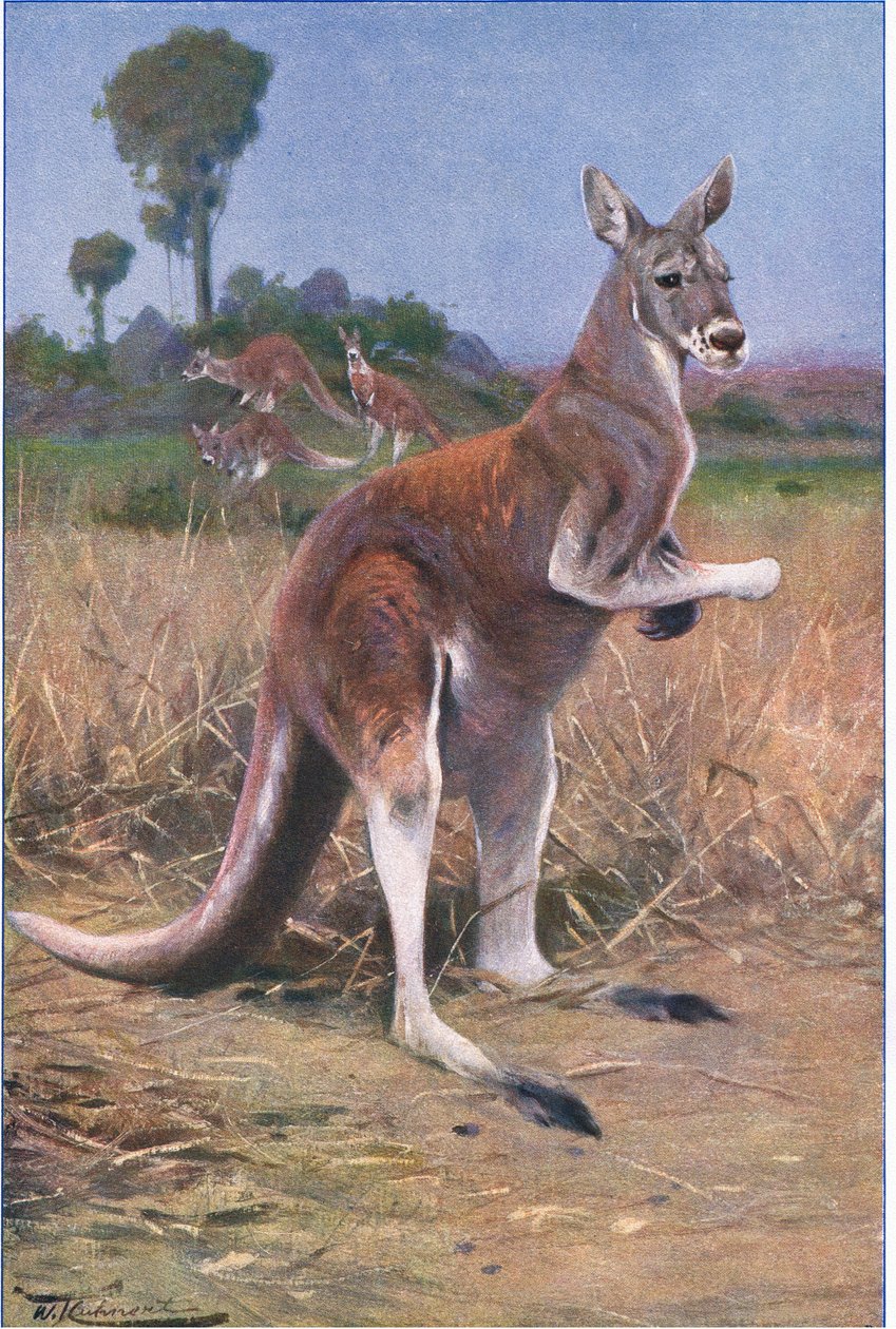 Roter Känguru, Illustration aus Wildlife of the World, ca. 1910 von Wilhelm Kuhnert