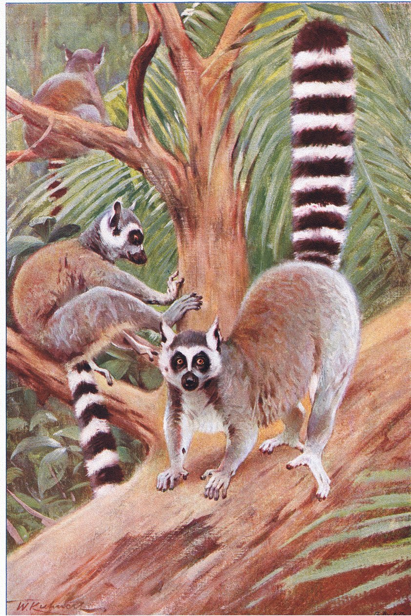 Katta, Illustration aus Wildlife of the World, ca. 1910 von Wilhelm Kuhnert