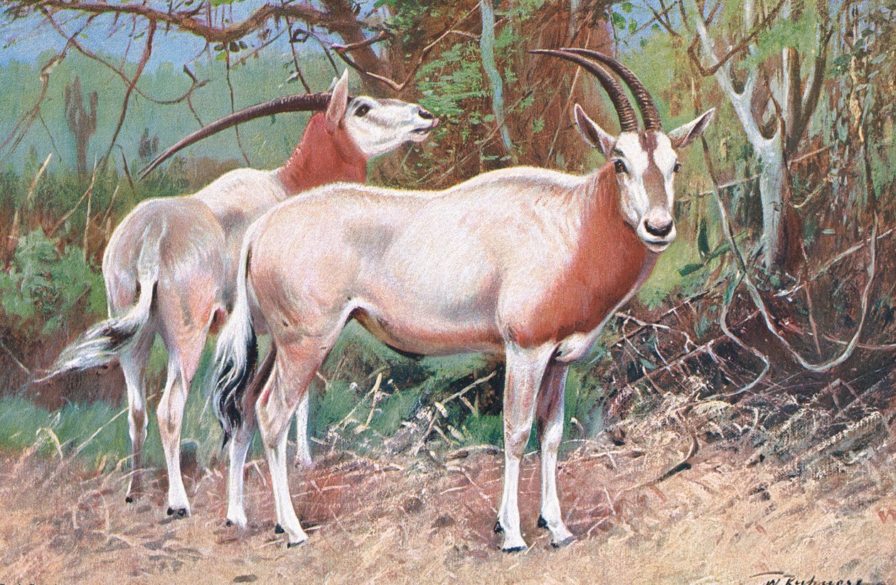 Rappenantilope, Illustration aus Wildlife of the World, ca. 1910 von Wilhelm Kuhnert