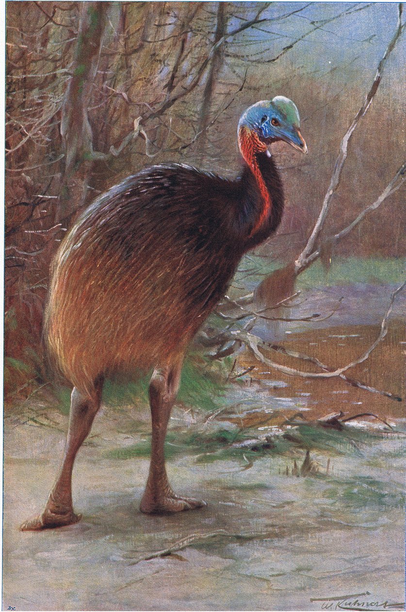 Einfacher Kasuar, Illustration aus Wildlife of the World, ca. 1910 von Wilhelm Kuhnert