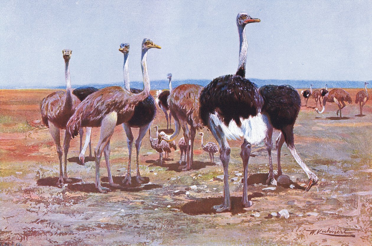 Somali-Strauß, Illustration aus Wildlife of the World, ca. 1910 von Wilhelm Kuhnert