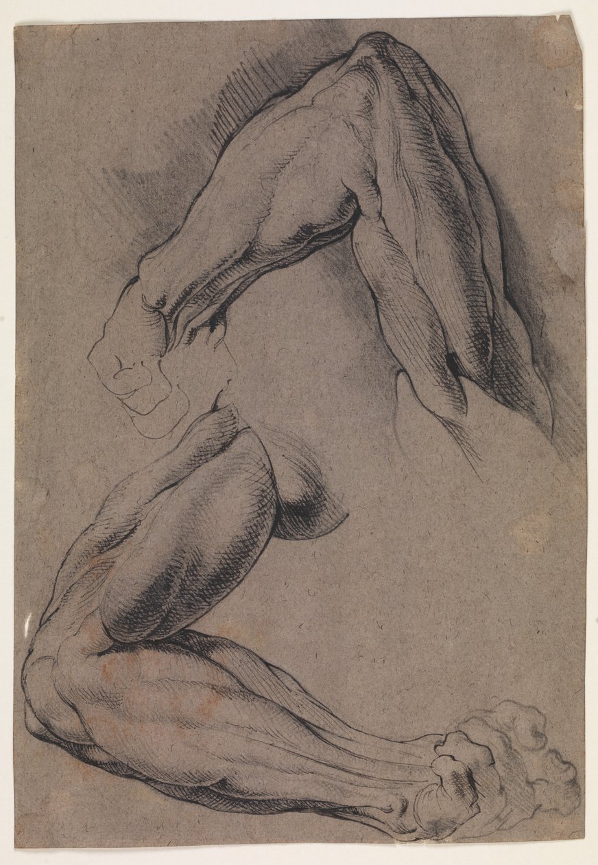 Anatomische Studie (Écorché). Zwei Studien eines gehäuteten linken Arms eines Mannes von Willem Panneels
