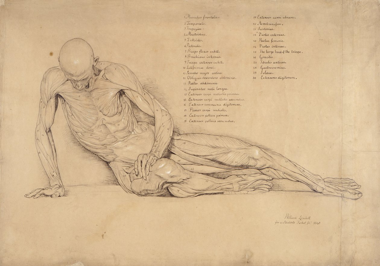 Ein Ecorche-Studie des sterbenden Galliers, 1840 von William Linnell