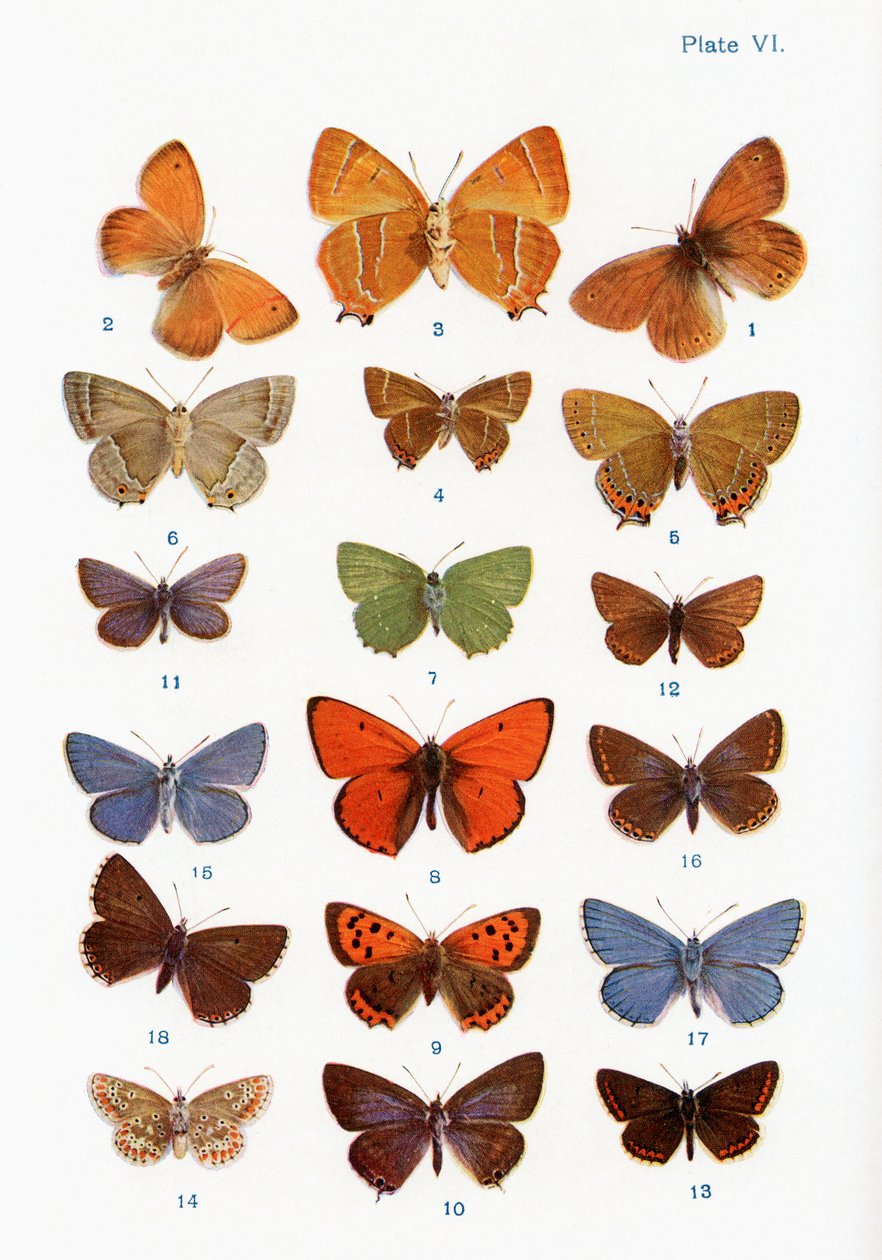 Verschiedene Arten von Schmetterlingen, Illustration aus dem Buch Schmetterlinge, Motten und andere Insekten und Kreaturen des Landlebens, veröffentlicht 1927 von William Samuel Furneaux