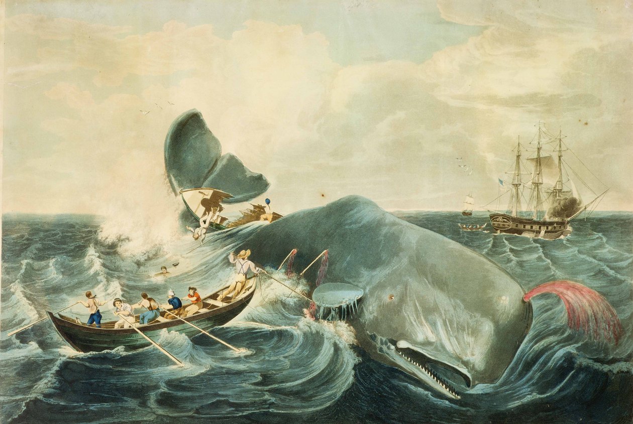 Fang eines Pottwals, graviert von J. Hill, veröffentlicht 1835 von William (after) Page