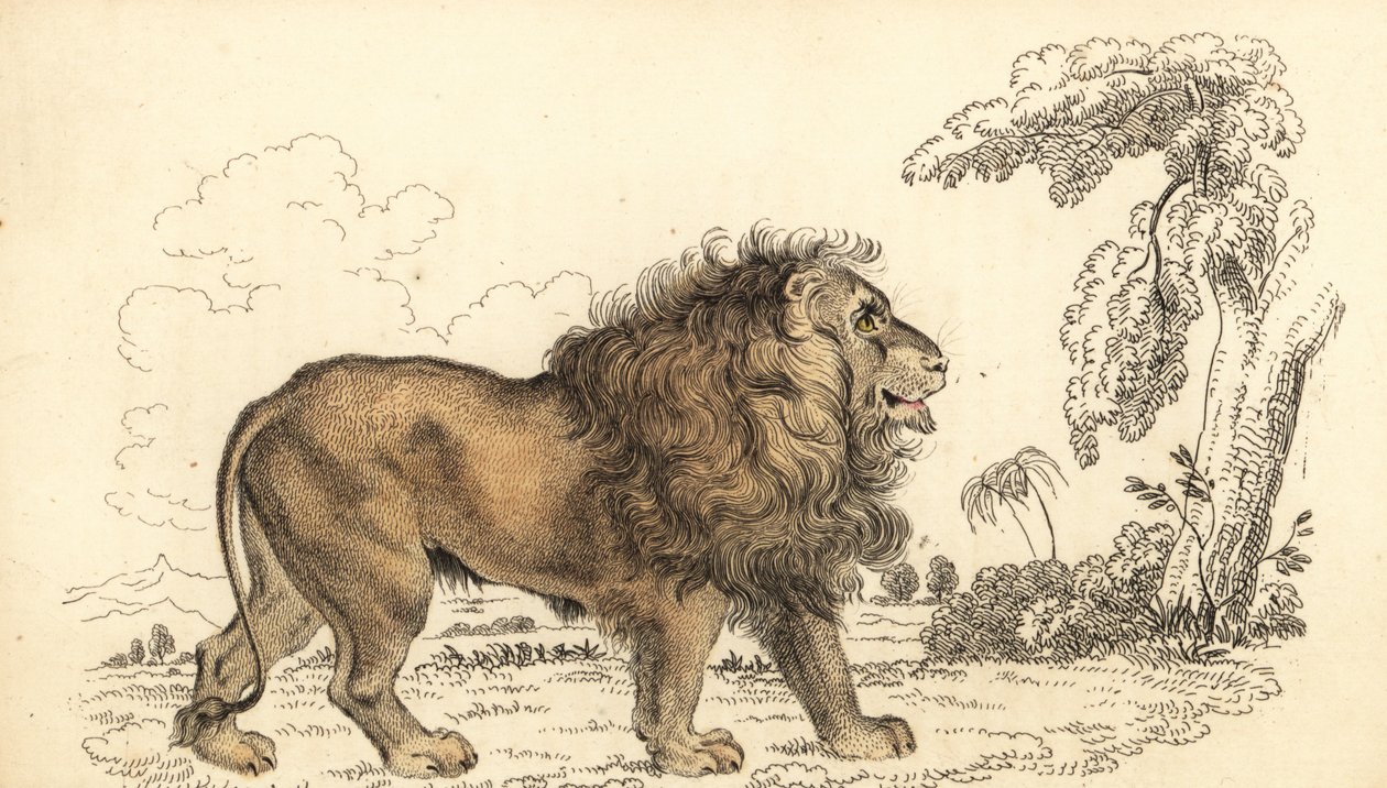 Asiatischer Löwe, gefährdet, Panthera leo leo, 1834 (Gravur) von William Alexander Forbes