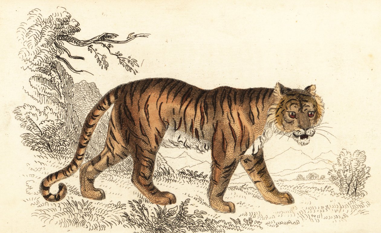Bengalischer Tiger, Panthera tigris tigris, 1834 von William Alexander Forbes