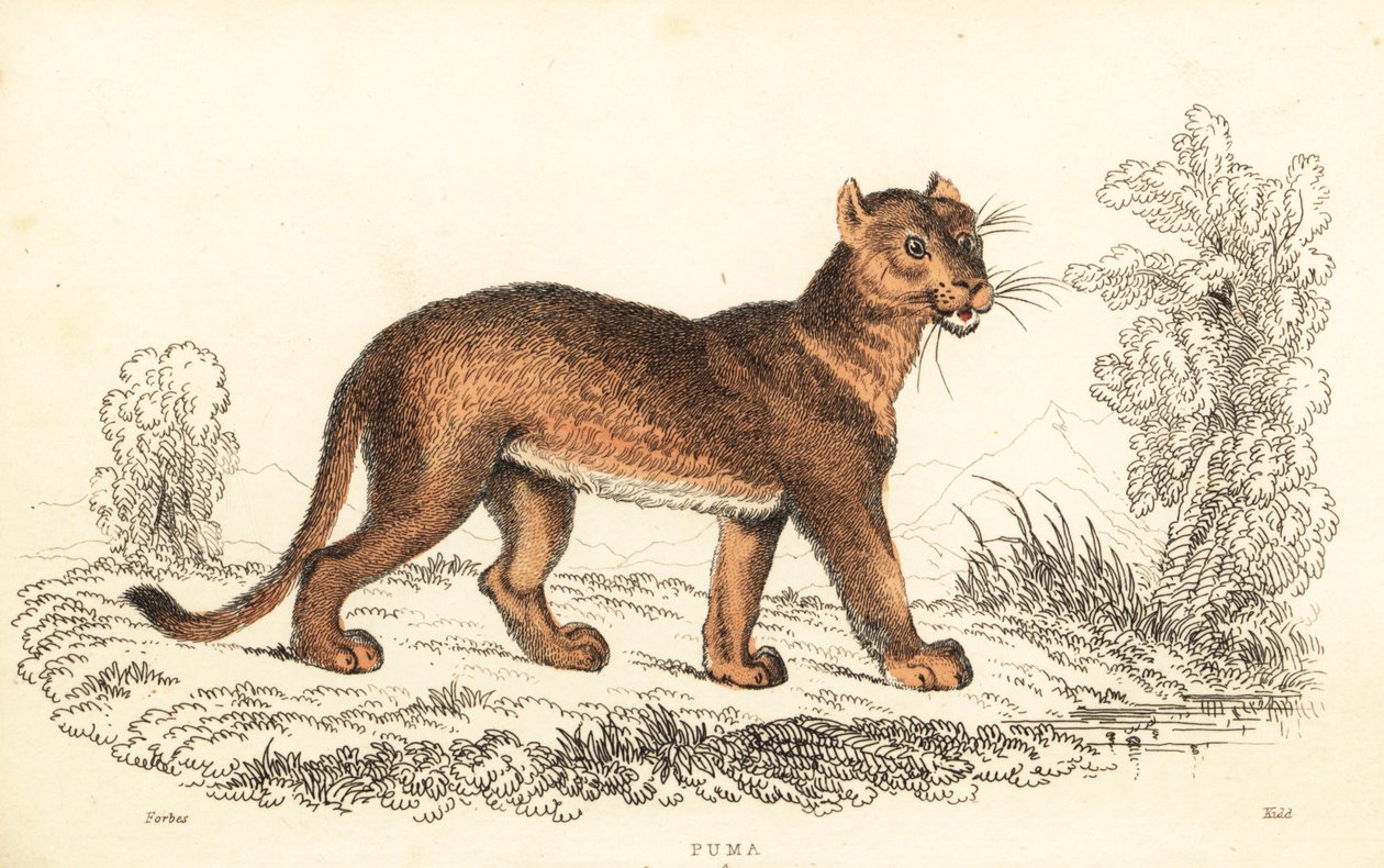Puma, Puma concolor, 1834 (Gravur) von William Alexander Forbes