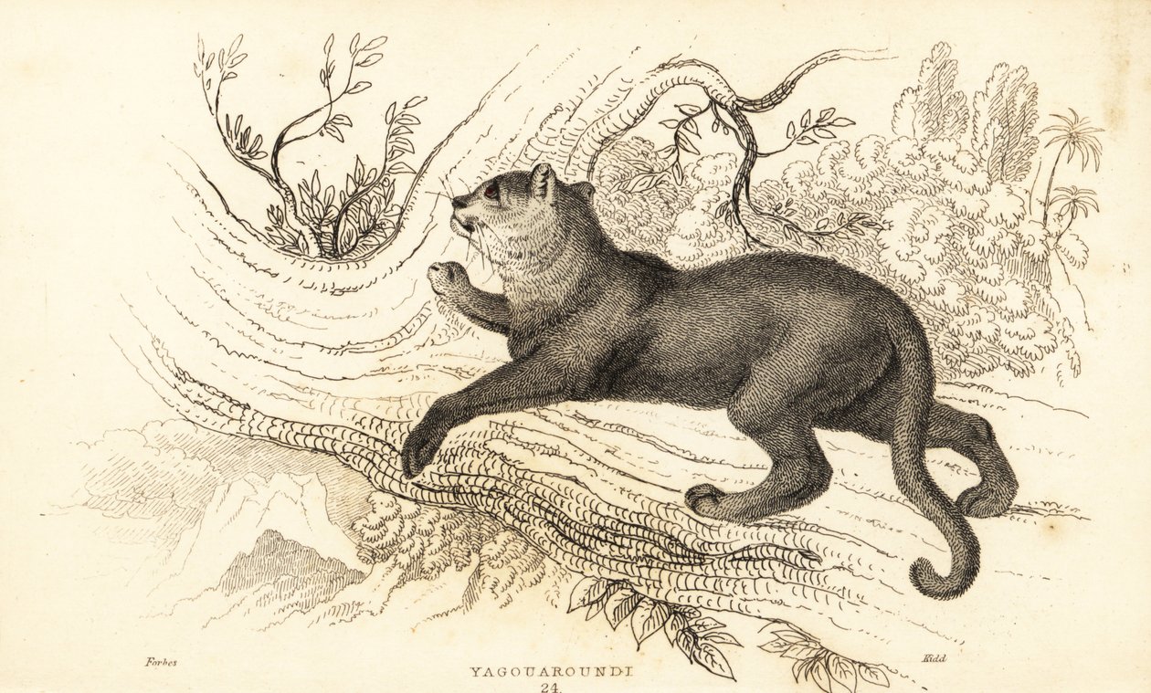 Jaguarundi, Puma yagouaroundi, 1834 von William Alexander Forbes