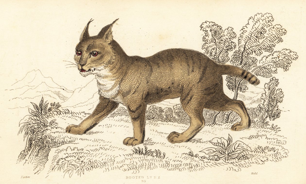 Dschungelkatze, Felis chaus, 1834 von William Alexander Forbes