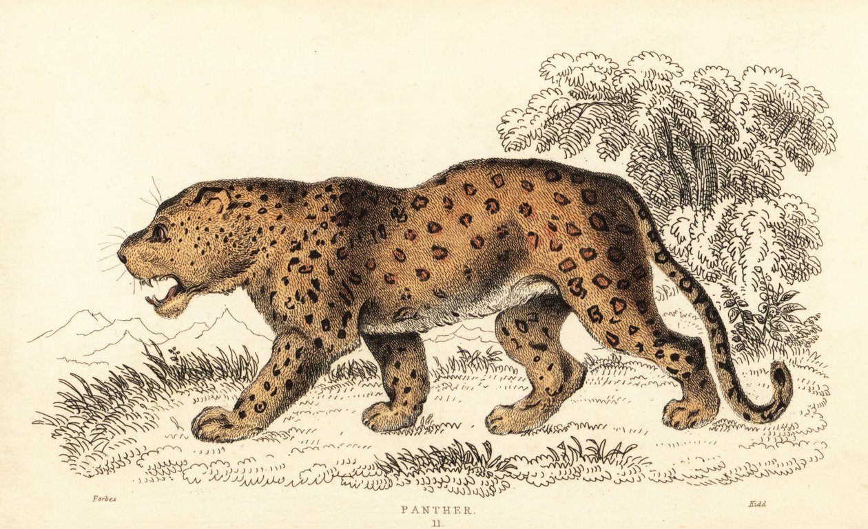Leopard, Panthera pardus, gefährdet, 1834 (Gravur) von William Alexander Forbes