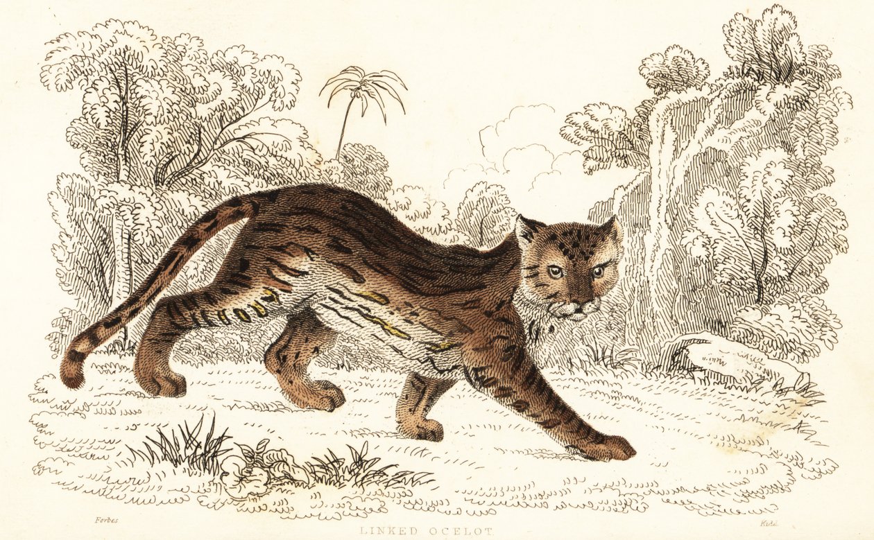 Margay, Leopardus wiedii catenata, 1834 von William Alexander Forbes