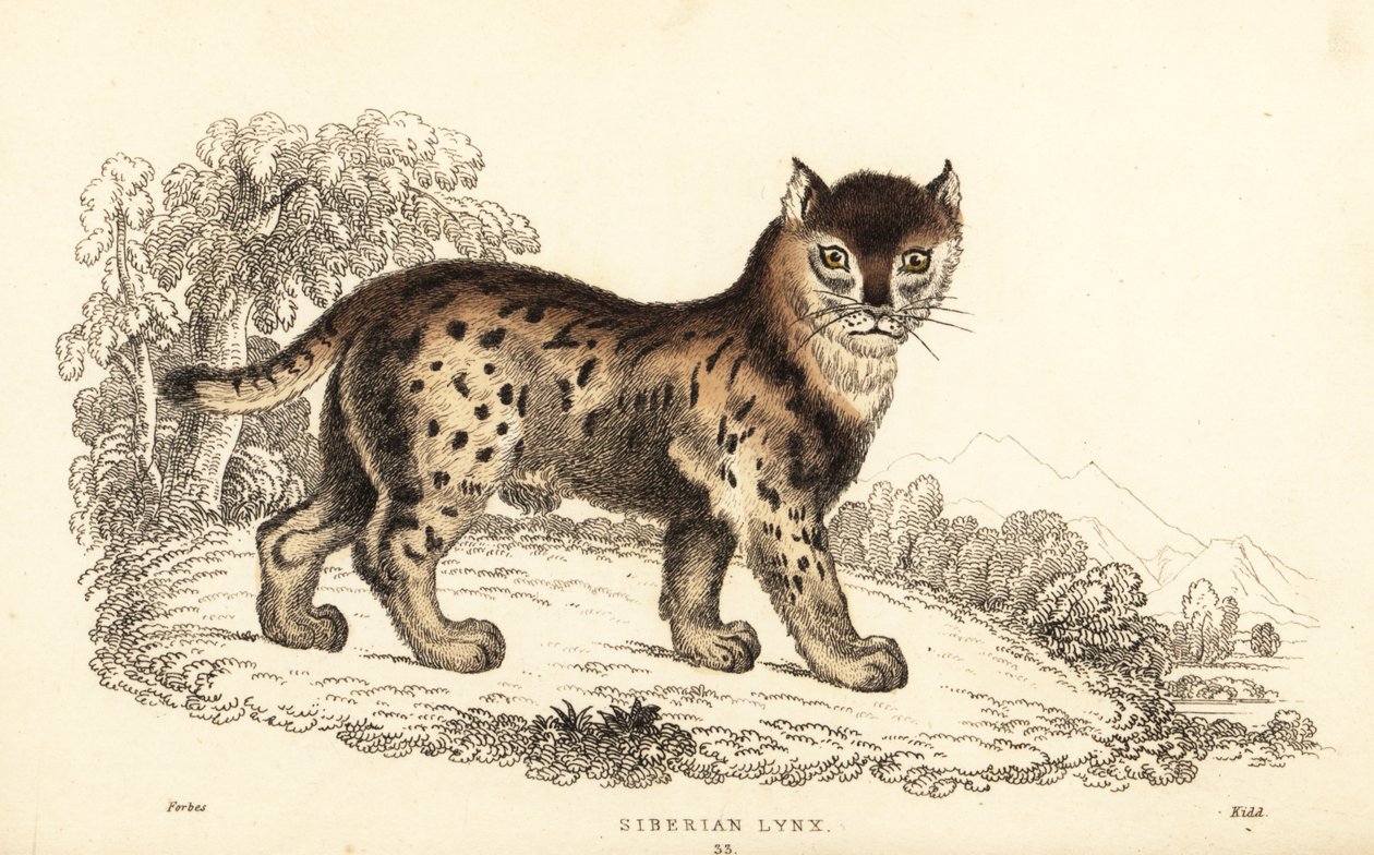 Sibirischer Luchs, Lynx lynx wrangeli (Felis lynx), 1834 (Gravur) von William Alexander Forbes