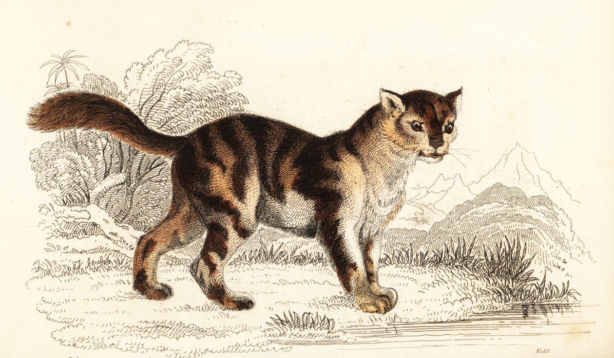 Wilde Schildpattkatze aus Südamerika, Felis catus, 1834 (Gravur) von William Alexander Forbes