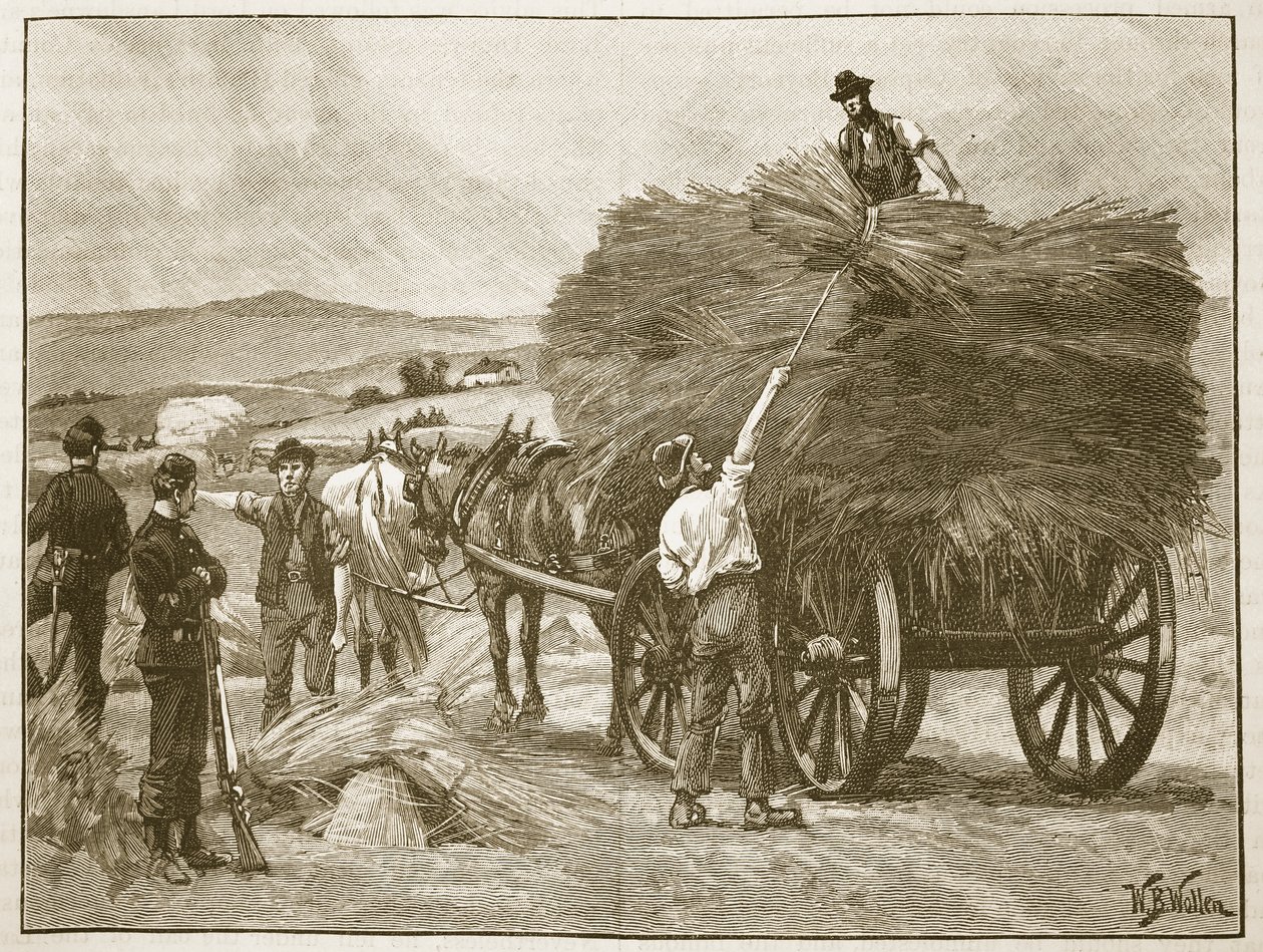 Die Rettung der Ernte von Captain Boycott, Illustration aus 