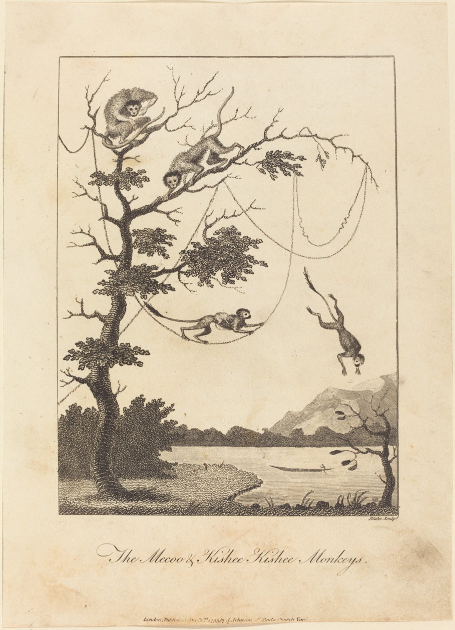 Die Mecoo- und Kisbee-Kishee-Affen von William Blake after John Gabriel Stedman
