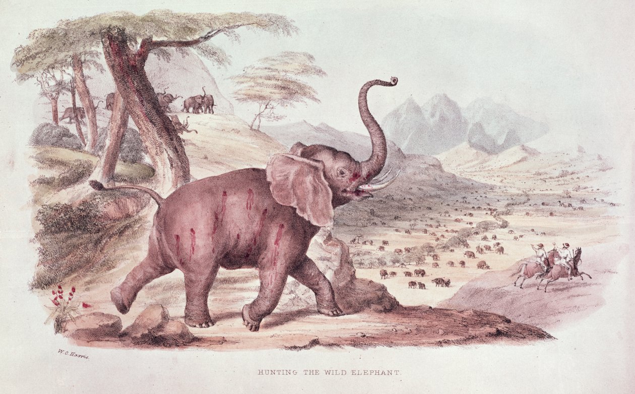 Die Jagd auf den wilden Elefanten, Illustration aus 