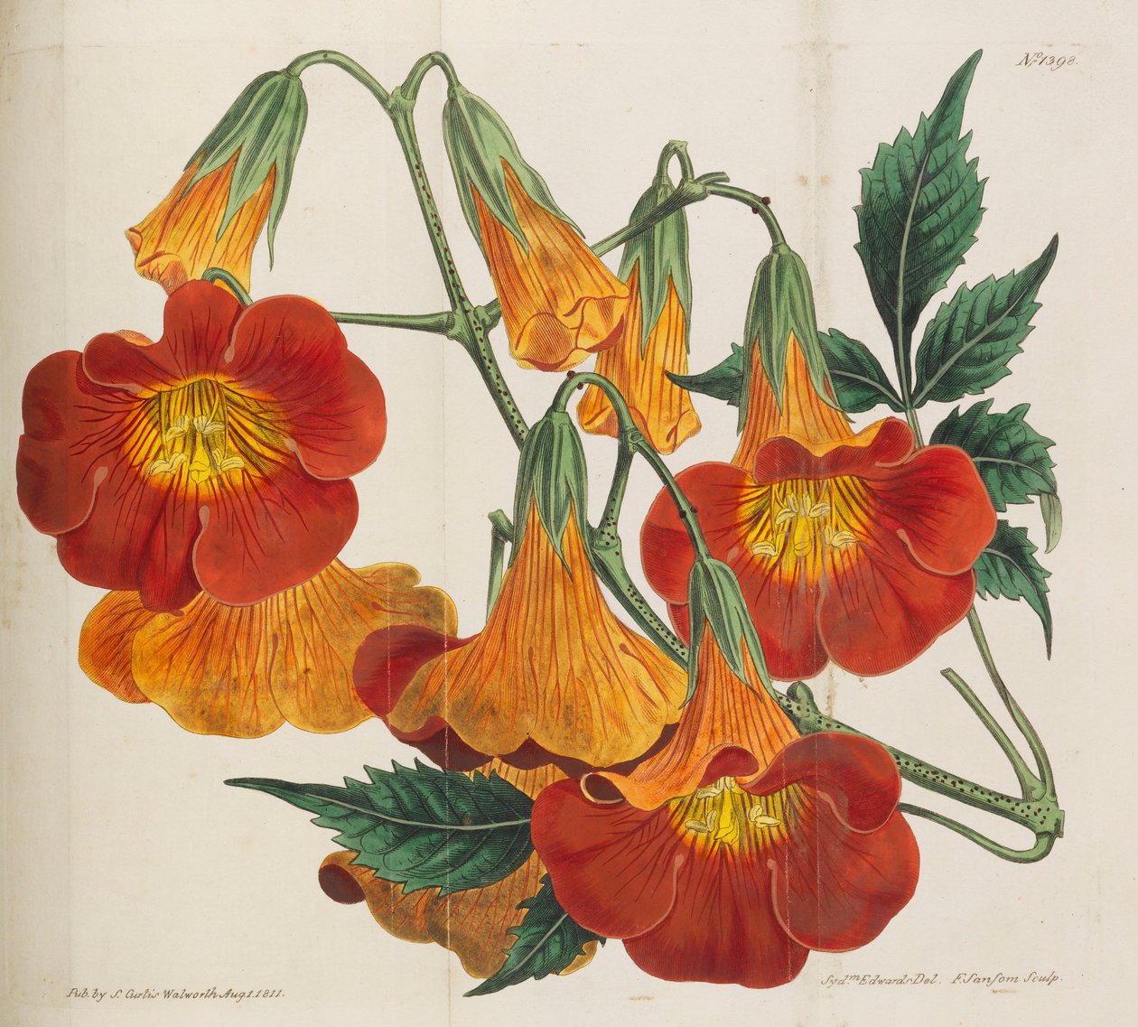 Botanisches Magazin, 1787-1833 von William Curtis