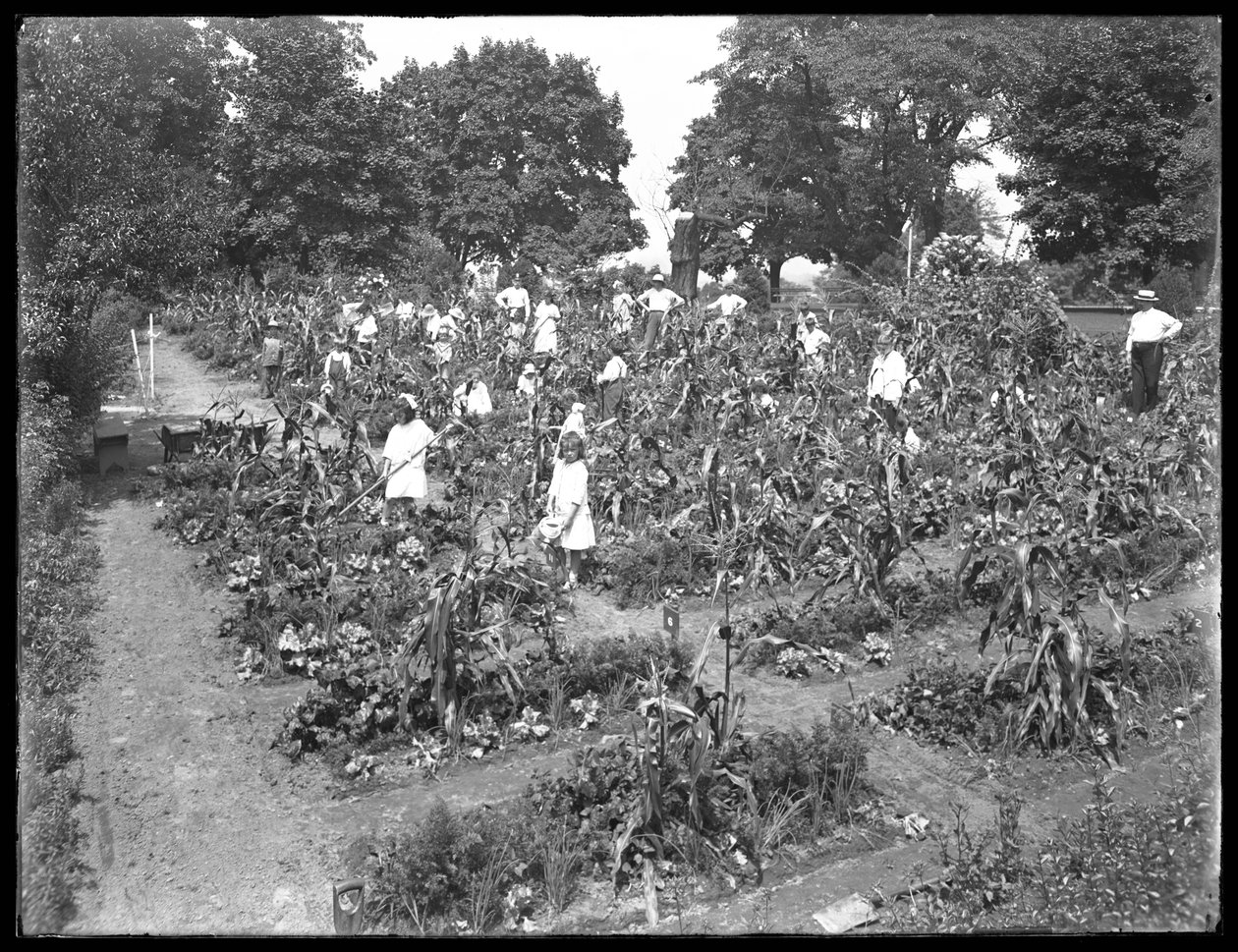 Kinder arbeiten im Schulgarten von Isham Park, New York City, 16. August 1915 von William Davis Hassler