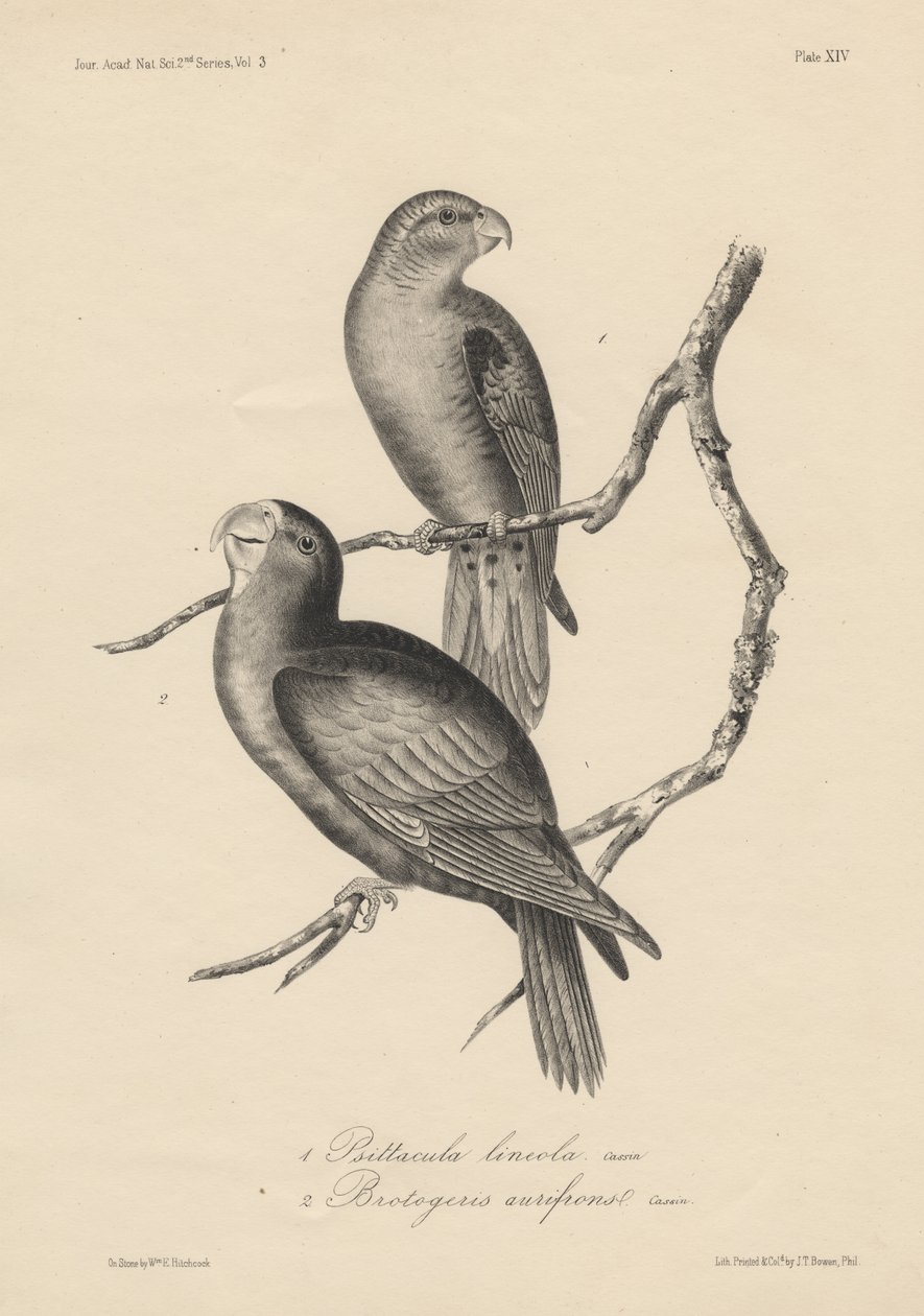 1. Psittacula lineola und 2. Brotogeris aurifrons, Lithographie von J.T. Bowen, 1850 von William E. Hitchcock