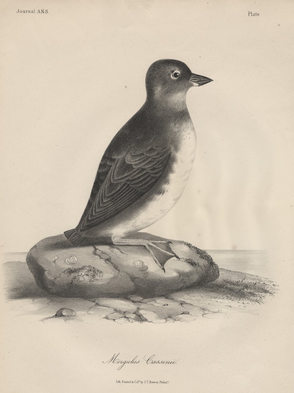 Megalus Cassinii, Lithographie von J.T. Bowen, 1850 von William E. Hitchcock