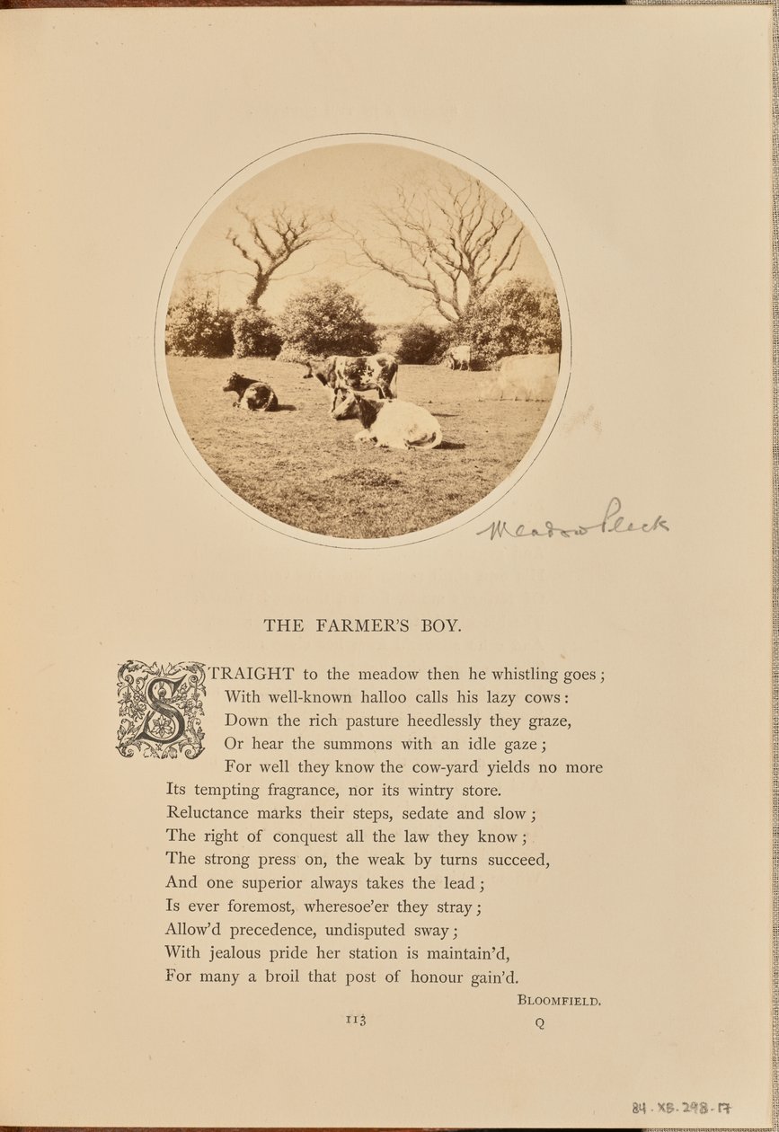 [Pastorale Szene mit ruhenden Rindern auf einem Feld, England] von William Grundy