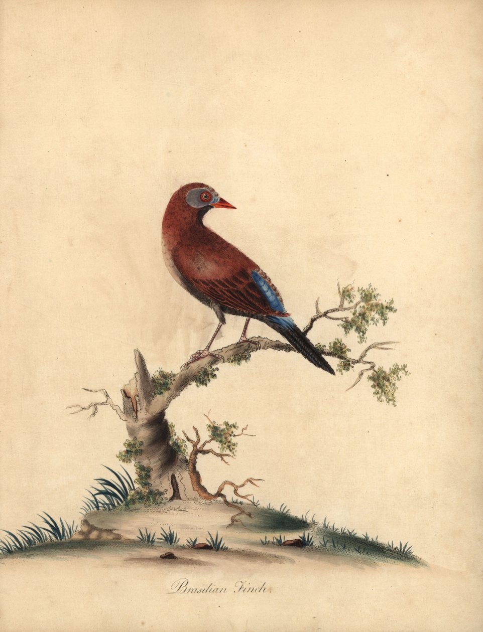 Blaukopfwachtel-Taube, Starnoenas cyanocephala. Gefährdet. (Blaukopf-Turteltaube oder -Taube, Columba cyanocephala) Handkolorierter Kupferstich einer Illustration von William Hayes aus Portraits of Rare and Curious Birds from the Menagery of Osterly Park von William Hayes