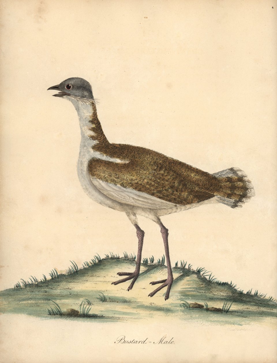Großtrappe, Otis tarda, Männchen. Handkolorierte Kupferstichgravur einer Illustration von William Hayes aus Portraits of Rare and Curious Birds from the Menagery of Osterly Park von William Hayes