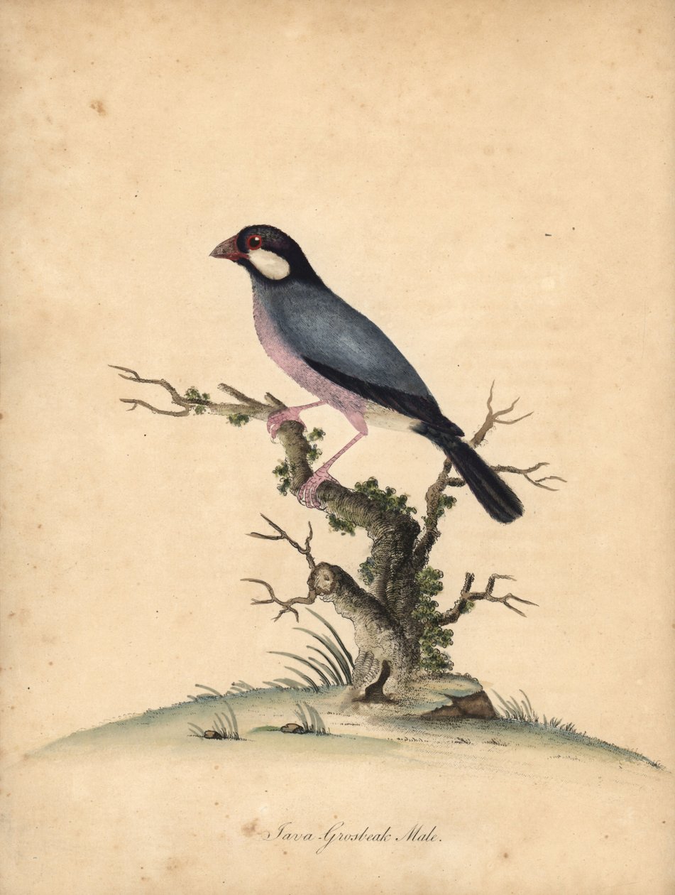 Java-Sperling, Lonchura oryzivora. Handkolorierter Kupferstich einer Illustration von William Hayes aus 