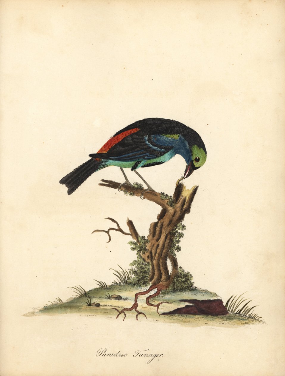 Paradiestangare, Tangara chilensis. Handkolorierte Kupferstichgravur einer Illustration von William Hayes aus Portraits of Rare and Curious Birds from the Menagery of Osterly Park von William Hayes