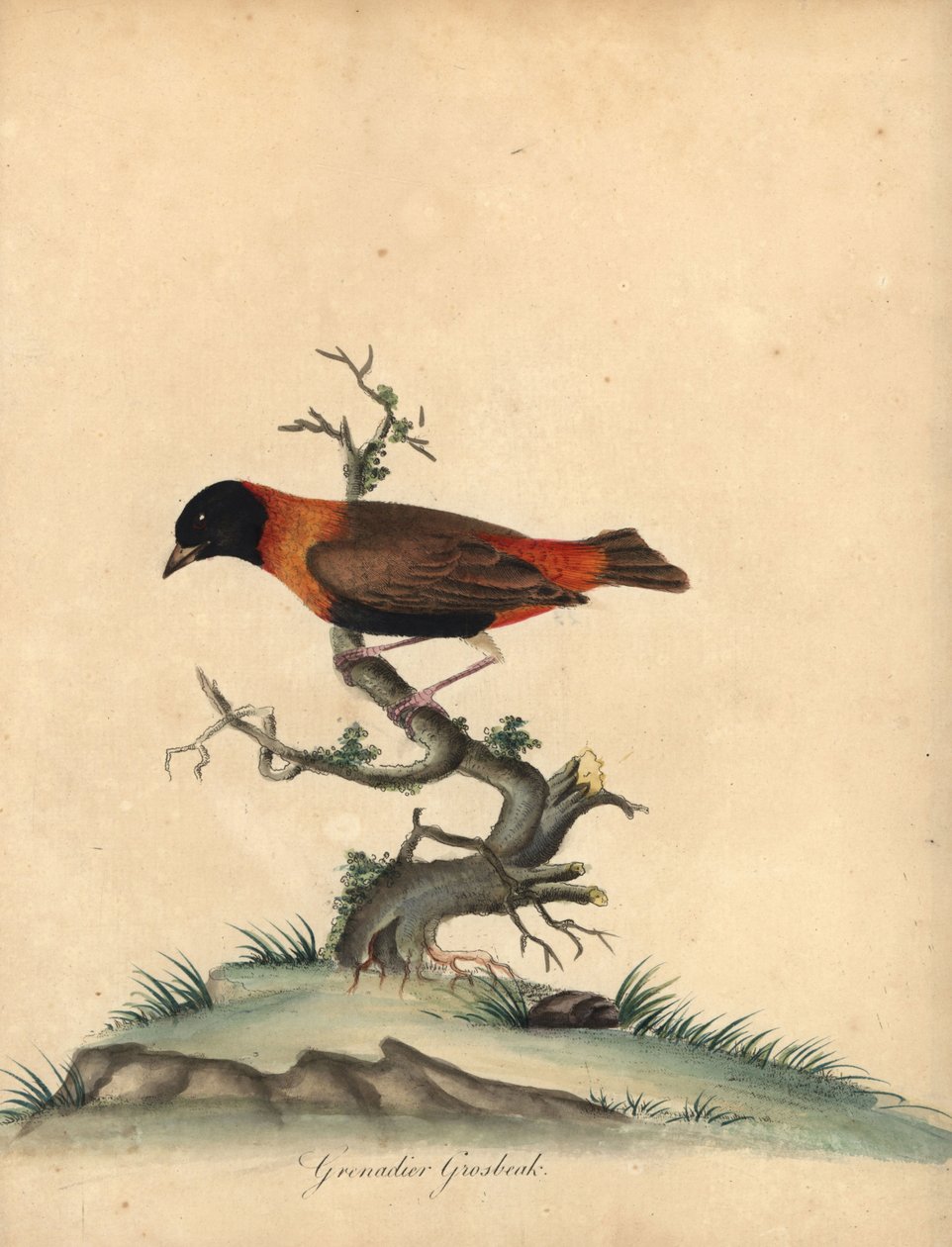 Südlicher Kardinal, Euplectes orix. Handkolorierter Kupferstich von William Hayes aus Portraits of Rare and Curious Birds from the Menagery of Osterly Park von William Hayes