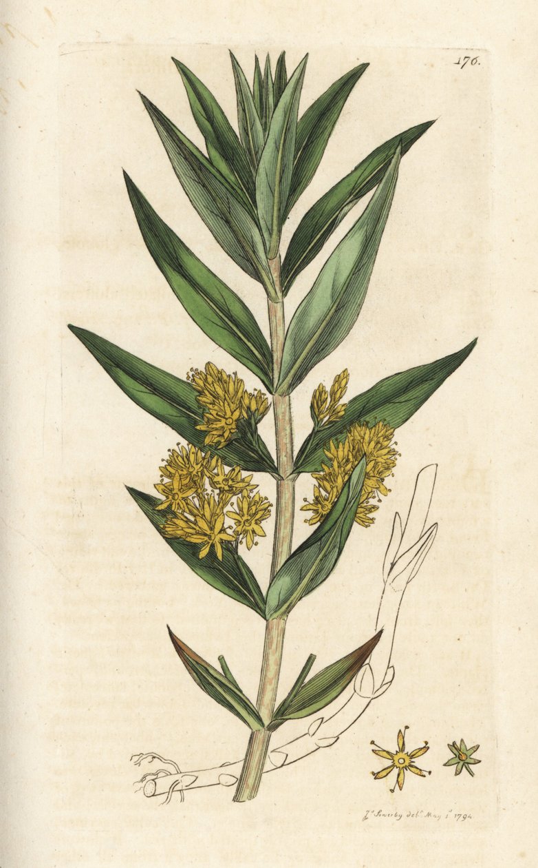 Ährige Gilbweiderich, Lysimachia thyrsiflora von William Hayes
