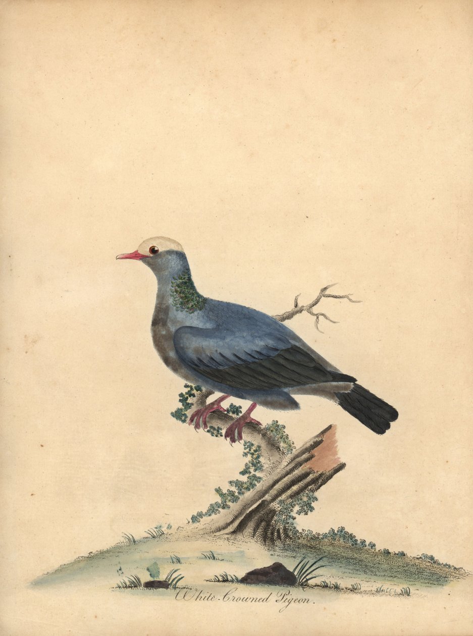 Weißkronentaube, Patagioenas leucocephala. Handkolorierter Kupferstich von William Hayes aus Portraits of Rare and Curious Birds from the Menagery of Osterly Park von William Hayes