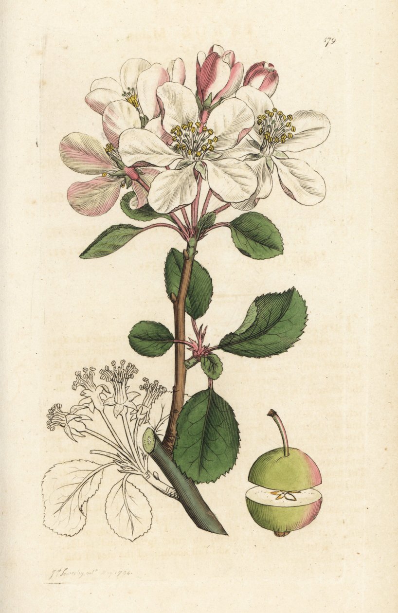 Wildapfel oder Holzapfel, Malus domestica von William Hayes
