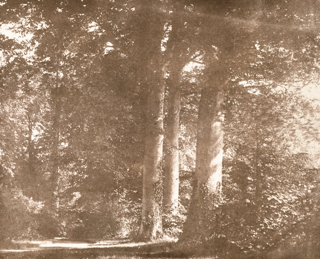 Buchenbäume, Lacock Abbey, um 1844 von William Henry Fox Talbot