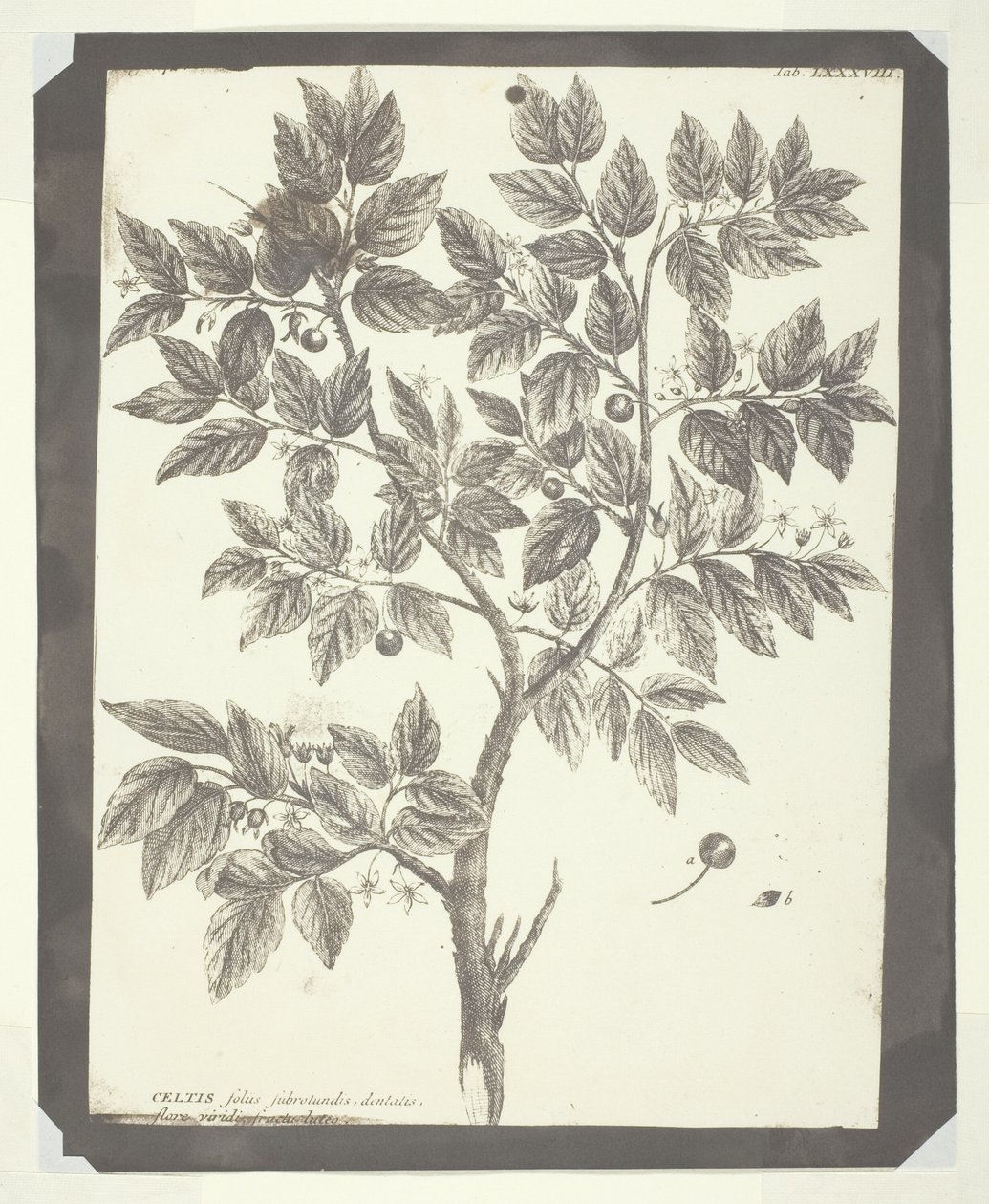 Kopie einer botanischen Gravur von "Celtis" von William Henry Fox Talbot