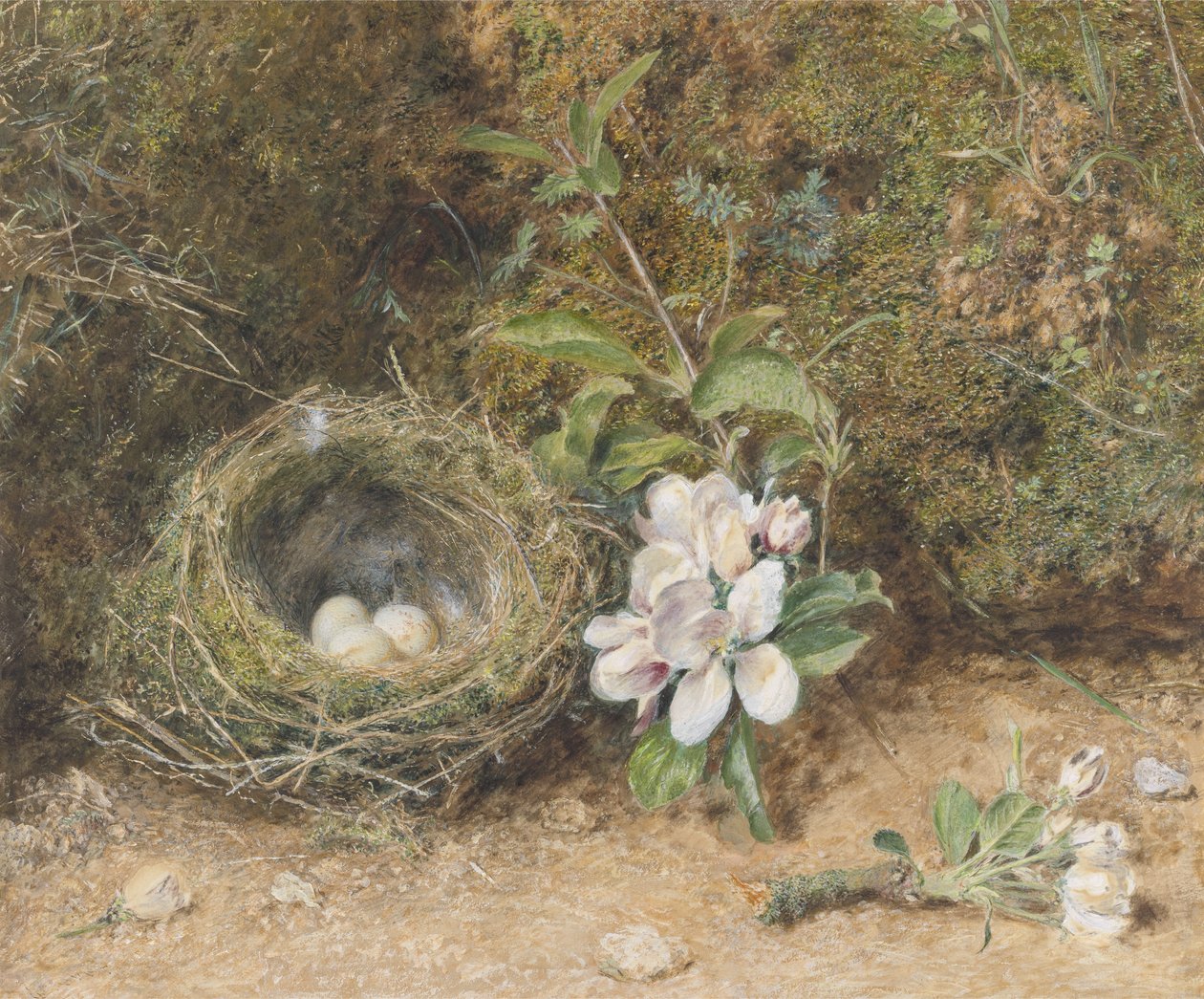 Vogelnest mit Apfelblütenzweigen, ca. 1845-50 (Körperfarbe und Aquarell mit Kreide und Gummi auf Papier) von William Henry Hunt