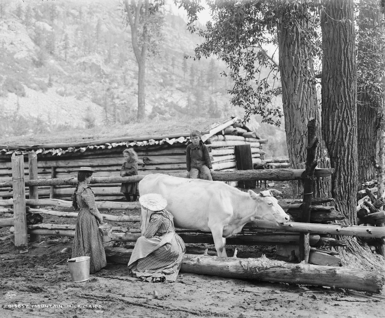Bergmilchmädchen in Colorado, um 1900 (s/w Foto) von William Henry Jackson