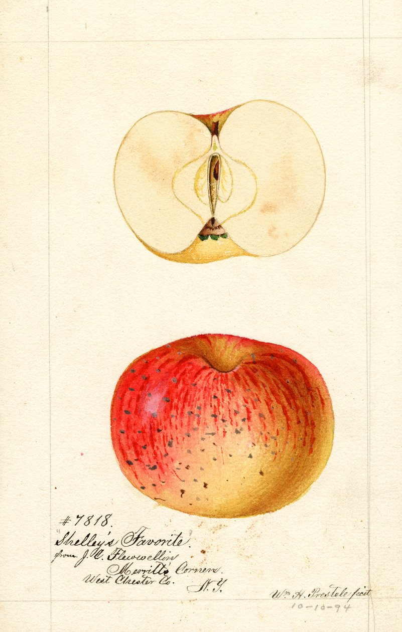 Shelleys Lieblingsäpfel (Malus domestica) von William Henry Prestele
