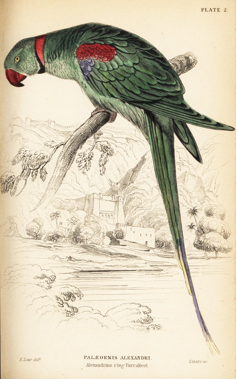 Alexandrinsittich oder Alexandrinpapagei, Psittacula eupatria von William Home Lizars