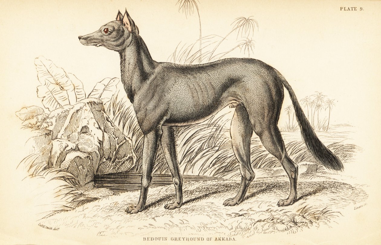 Arabischer Windhund, Canis lupus familiaris von William Home Lizars