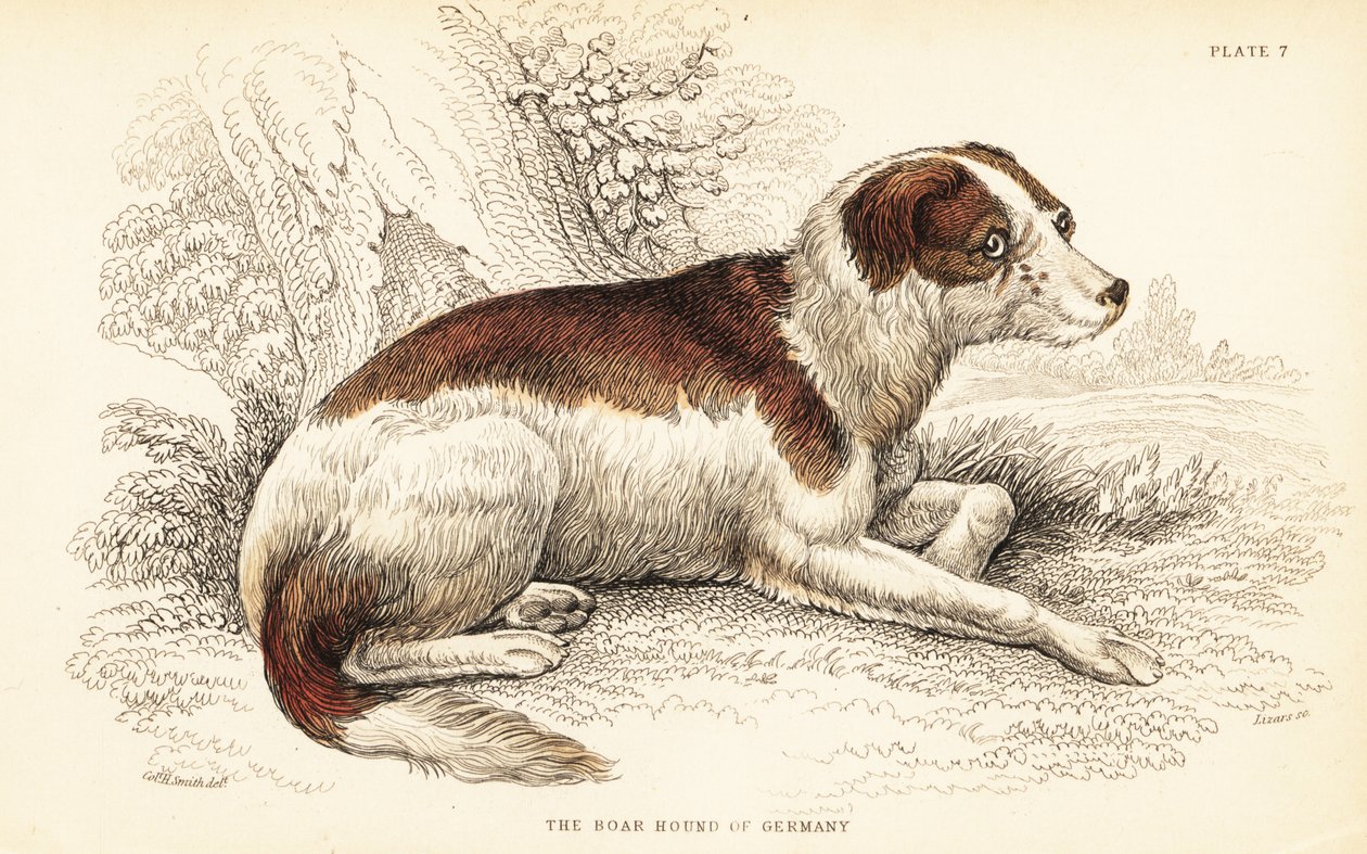 Deutsche Dogge, Canis lupus familiaris von William Home Lizars